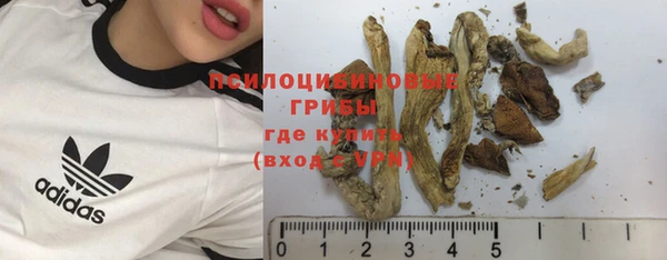 прущие грибы Арсеньев